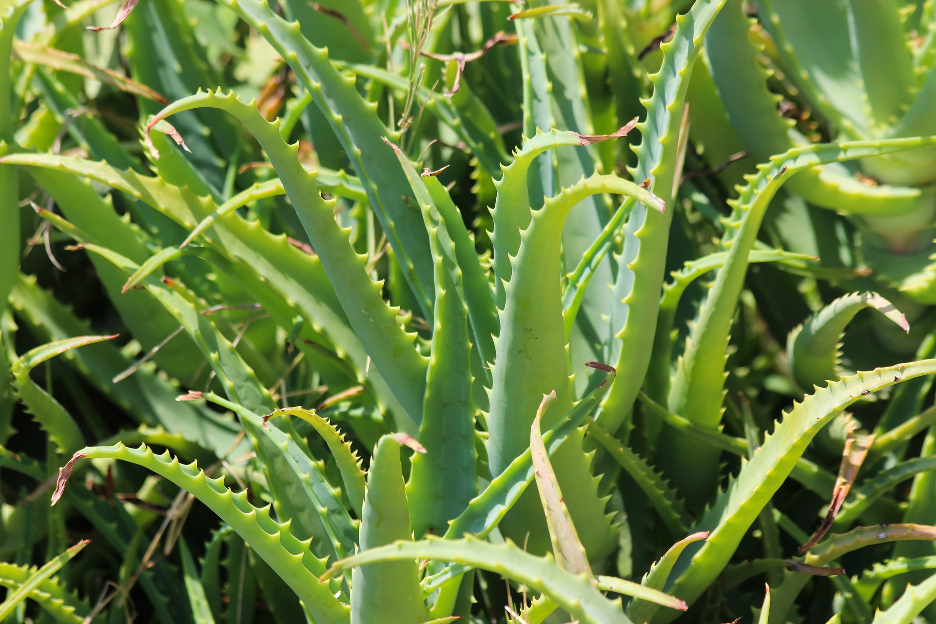 Aloe vera