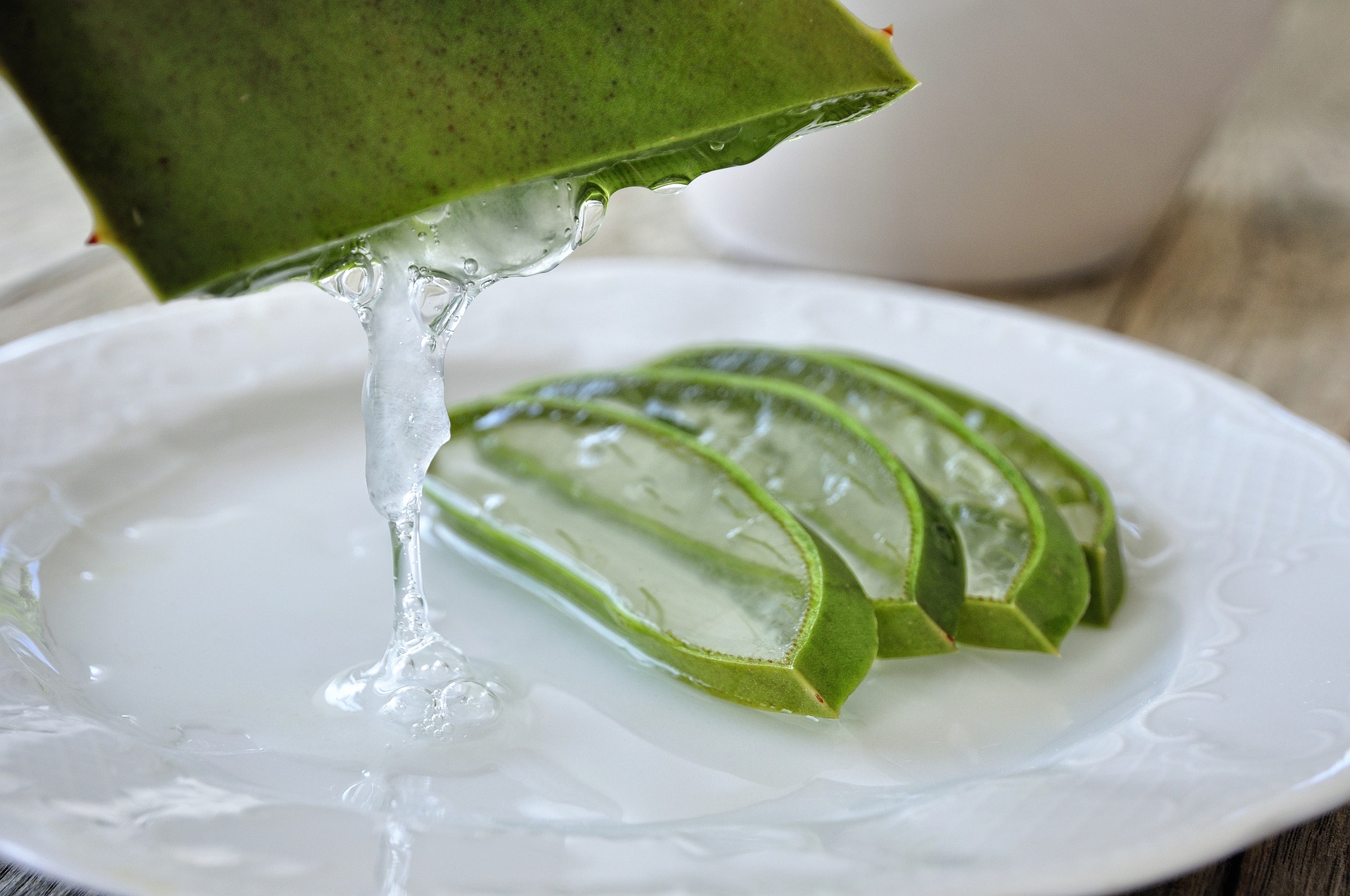 Plante d'Aloe vera Forever Living